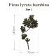 Botanical Sticker | Fiddle-leaf fig Bambino